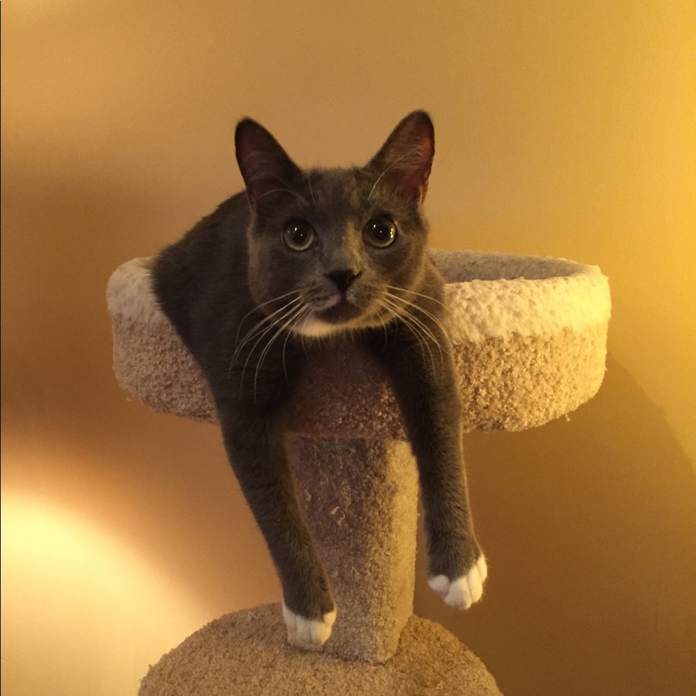 Meet your Posher, Coco